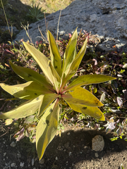 Frasera speciosa, photograph (c) justanotherbirdbrain, some rights reserved (CC BY)