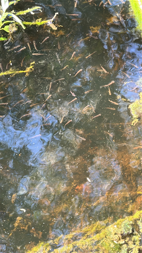 Eastern Mosquitofish