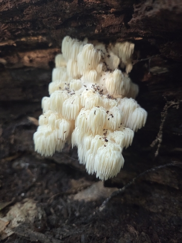 Bear's Head Tooth