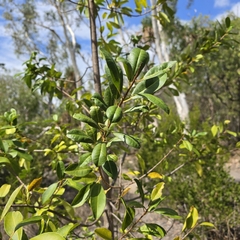 Excoecaria agallocha