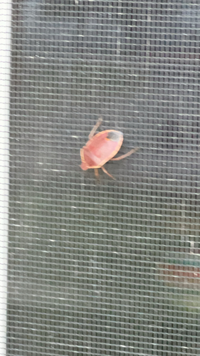 Conchuela Bug