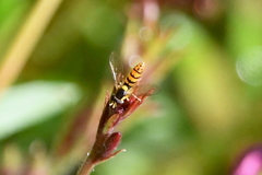 Sphaerophoria pyrrhina