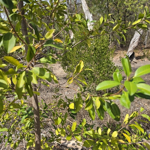 Excoecaria agallocha, photograph 1