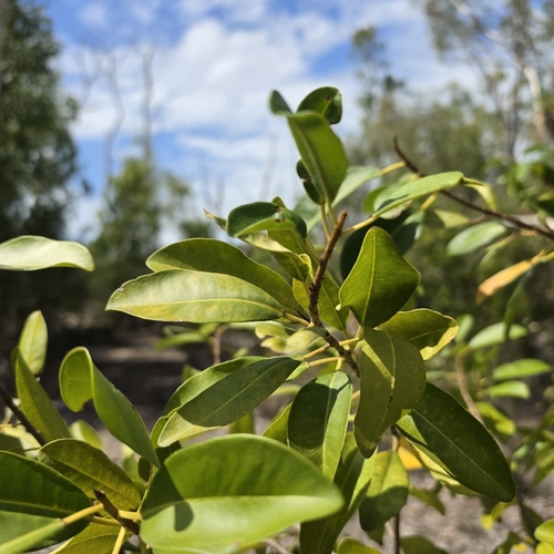 Excoecaria agallocha, photograph 2