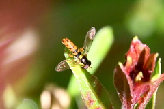 Sphaerophoria pyrrhina