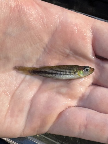 Lined Topminnow