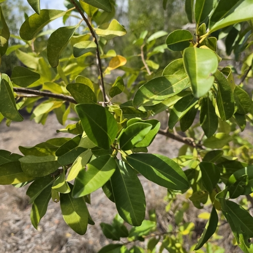 Excoecaria agallocha, photograph 3