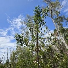 Excoecaria agallocha, photograph (c) Martin Rady, some rights reserved (CC BY)