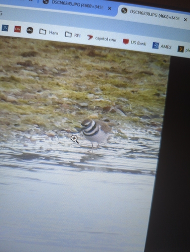 Killdeer