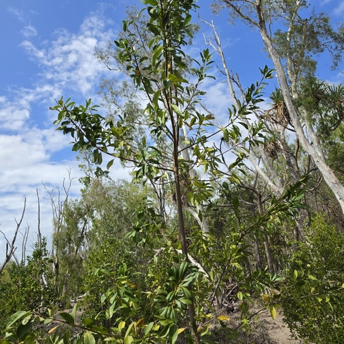 Excoecaria agallocha, photograph 5