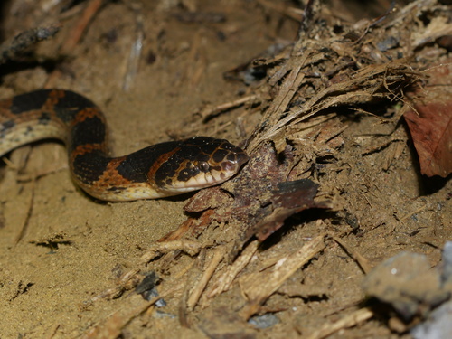 Red-banded Snake