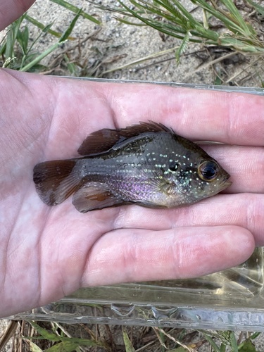 Blue-spotted Sunfish