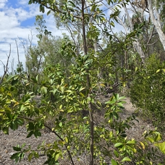 Excoecaria agallocha, photograph (c) Martin Rady, some rights reserved (CC BY)