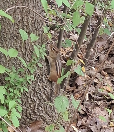 Eastern Chipmunk