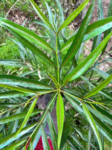 Elaeodendron orientale observed 2026-09-10