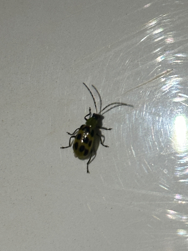 Spotted Cucumber Beetle