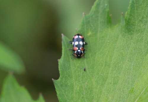 Eriopis connexa