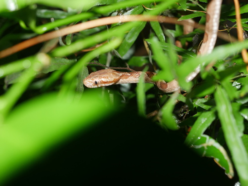 Kelung Cat Snake