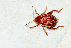 Notozona rufofusca
