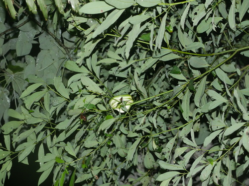 Chinese Green Snake