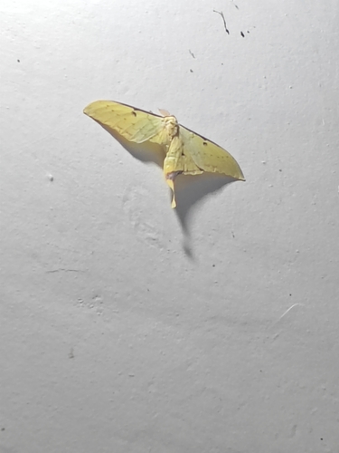 South China Moon Moth