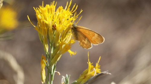 Common Ringlet