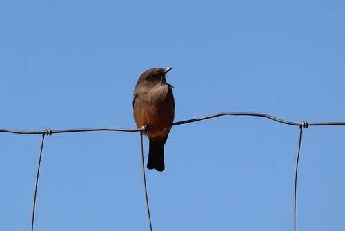 Say's Phoebe