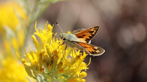 Juba Skipper