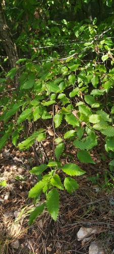 Eastern Hornbeam
