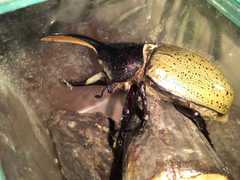 Dynastes septentrionalis