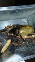 Dynastes septentrionalis