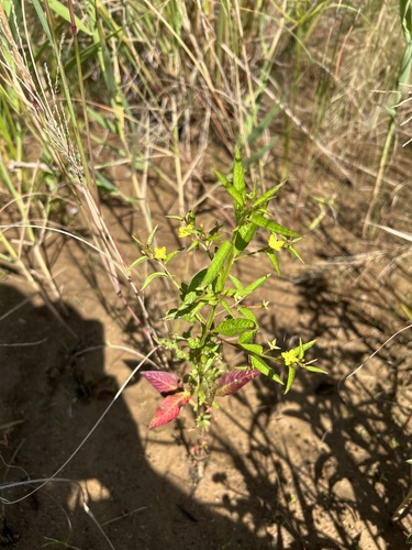 Ludwigia hyssopifolia observed 2026-09-17