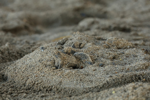 Dermochelys coriacea observed 2026-09-06