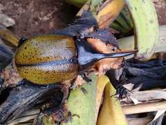 Dynastes septentrionalis