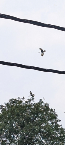 Great Hornbill