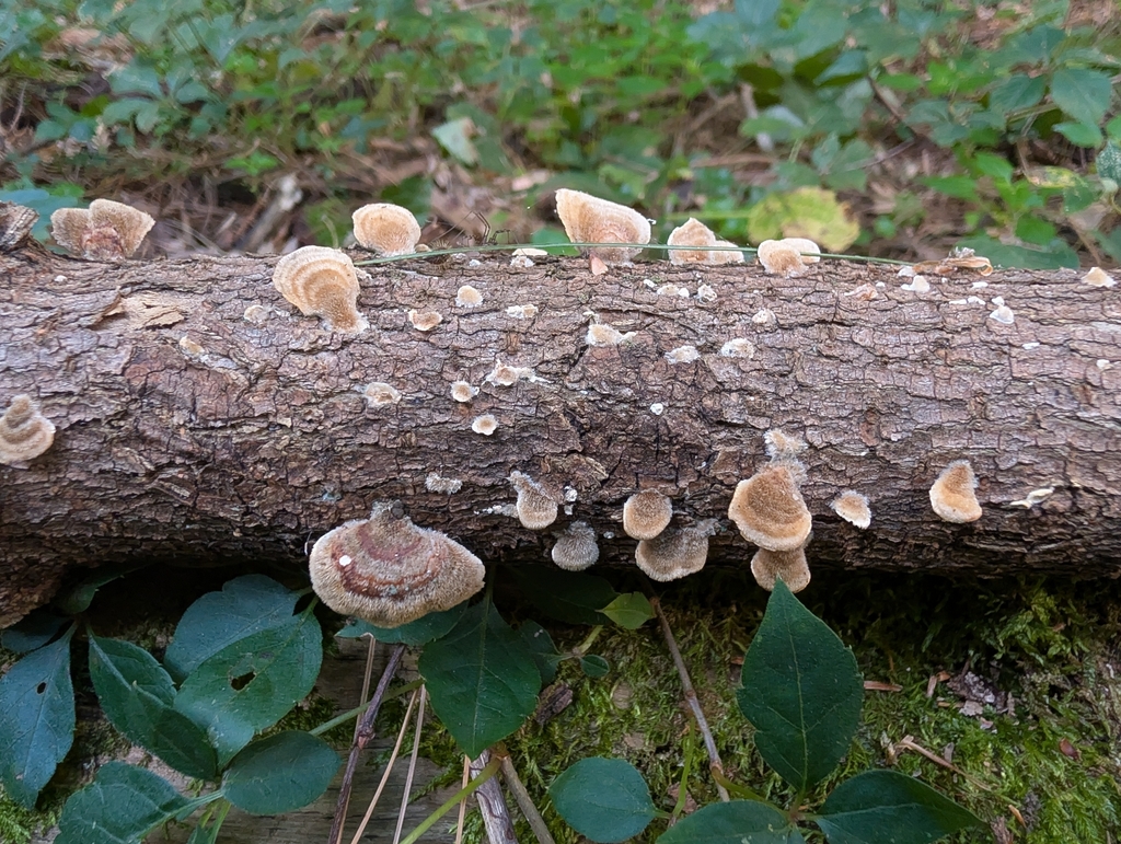turkey-tail · September 2026 · photo: Photo: no rights reserved · iNaturalist