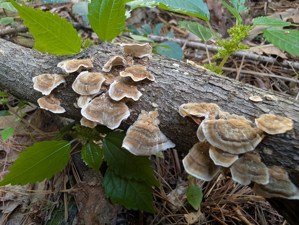 turkey-tail · September 2026 · photo: Photo: no rights reserved · iNaturalist