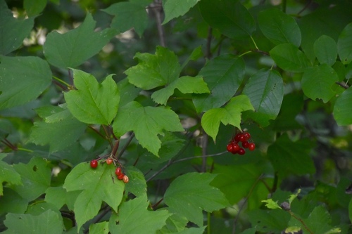 guelder-rose