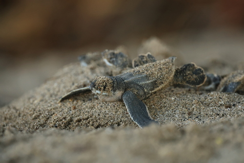 Dermochelys coriacea observed 2026-09-06
