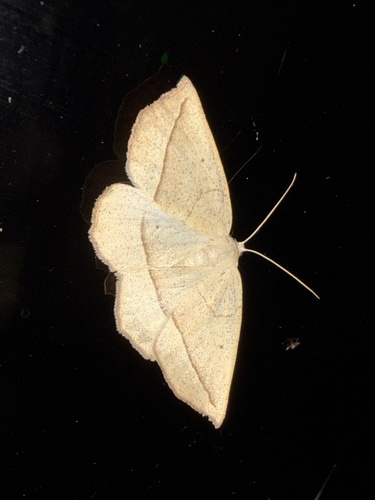 Confused Eusarca Moth