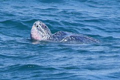 Dermochelys coriacea
