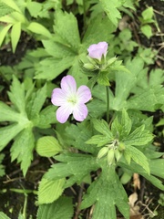 Geranium maculatum