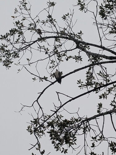 White-bellied Sea-Eagle