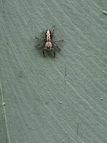 Tan Jumping Spider