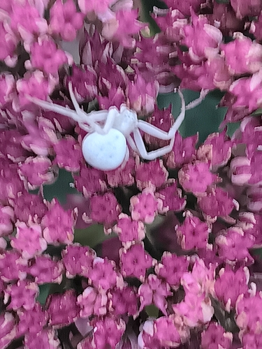Goldenrod Crab Spider