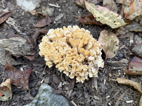 Eastern cauliflower mushroom