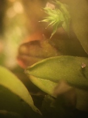 Mnium stellare