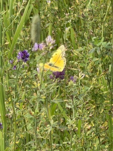 Orange Sulphur