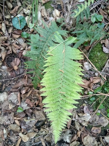 Polystichum setiferum