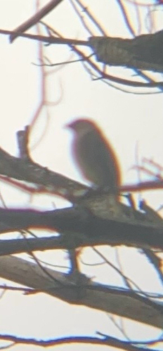 Cedar Waxwing